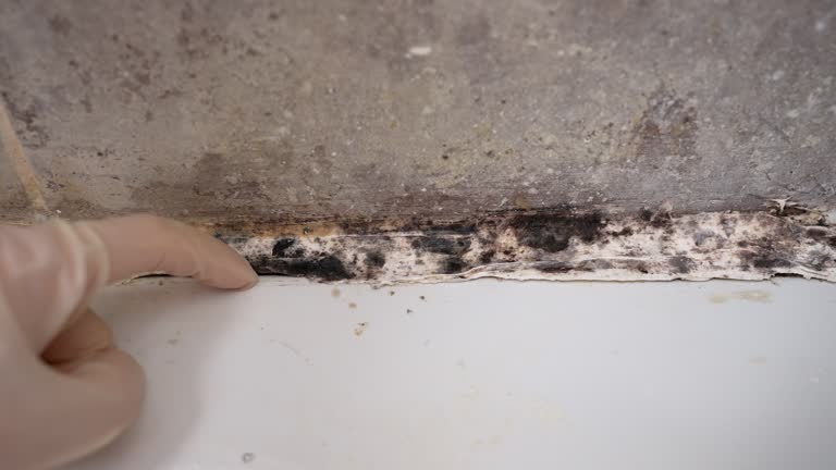 Best Mold Damage Restoration  in Gunter, TX