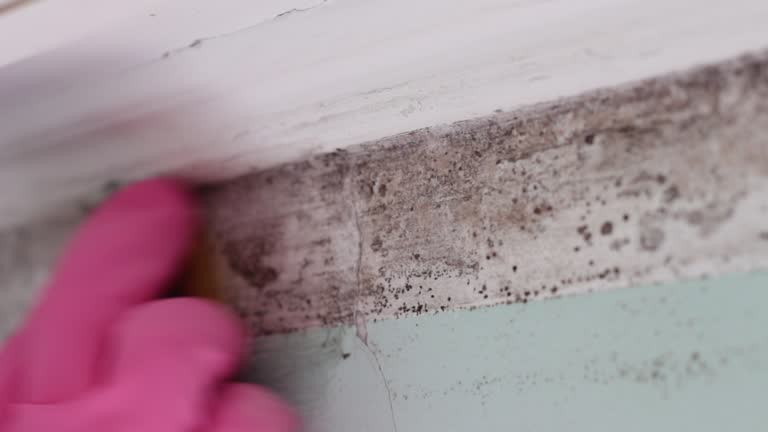 Best Dehumidification Services  in Gunter, TX